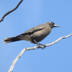 Strepera versicolor (Grey Currawong) at Williams, WA - 10 Sep 2023 by HelenCross