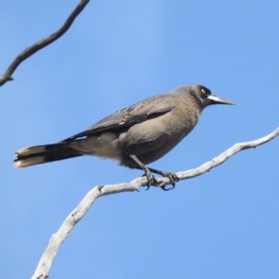 Strepera versicolor (Grey Currawong) at Williams, WA - 9 Sep 2023 by HelenCross