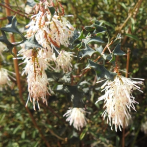 Grevillea tenuiflora at Williams, WA - 10 Sep 2023