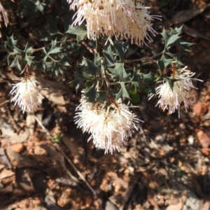 Grevillea tenuiflora at Williams, WA - 10 Sep 2023