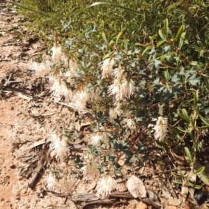 Grevillea tenuiflora at Williams, WA - 10 Sep 2023 12:06 PM