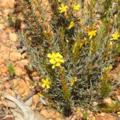 Hibbertia hemignosta at Williams, WA - 10 Sep 2023 by HelenCross