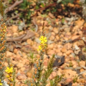 Hibbertia hemignosta at Williams, WA - 10 Sep 2023