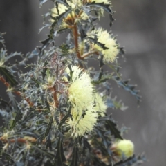 Banksia squarrosa (Pingle) at Dryandra Woodland National Park - 10 Sep 2023 by HelenCross