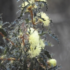 Banksia squarrosa (Pingle) at Williams, WA - 10 Sep 2023 by HelenCross