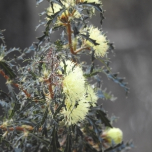 Banksia squarrosa at Williams, WA - 10 Sep 2023
