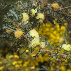 Banksia squarrosa at Williams, WA - 10 Sep 2023