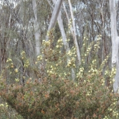 Banksia squarrosa at Williams, WA - 10 Sep 2023