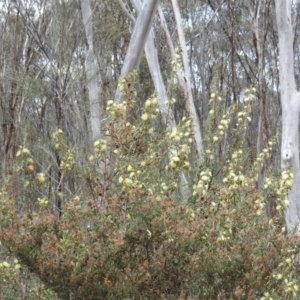 Banksia squarrosa at Williams, WA - 10 Sep 2023