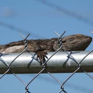 Pogona barbata at Albury - suppressed