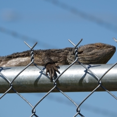 Pogona barbata (Eastern Bearded Dragon) at Thurgoona, NSW - 29 Sep 2023 by AlburyCityEnviros