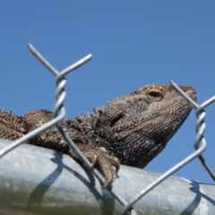 Pogona barbata at Albury - suppressed