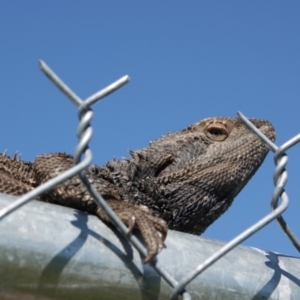 Pogona barbata at Albury - suppressed