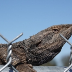 Pogona barbata at Albury - suppressed