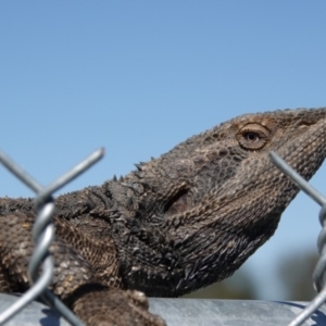 Pogona barbata at Albury - suppressed