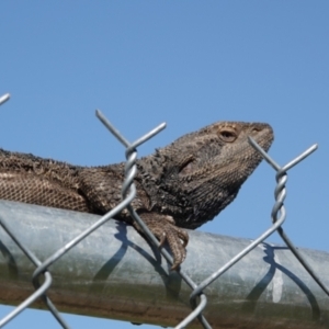 Pogona barbata at Albury - suppressed