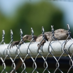 Pogona barbata at Albury - suppressed