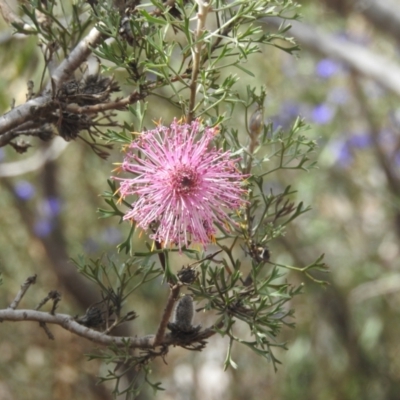 Isopogon dubius (Pincushion Coneflower) at Williams, WA - 10 Sep 2023 by HelenCross