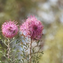 Isopogon dubius at Williams, WA - 10 Sep 2023 12:11 PM