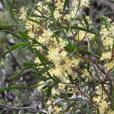 Petrophile heterophylla (Variable-leaved Conebush) at Dryandra Woodland National Park - 10 Sep 2023 by HelenCross