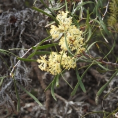 Petrophile heterophylla at Williams, WA - 10 Sep 2023 12:22 PM