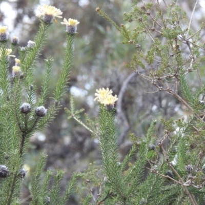 Petrophile ericifolia at Williams, WA - 10 Sep 2023 by HelenCross