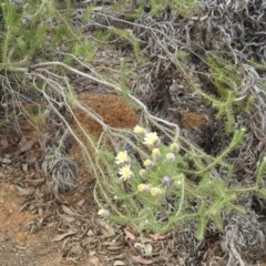 Petrophile ericifolia at Williams, WA - 10 Sep 2023