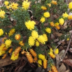 Unidentified Wattle at Williams, WA - 10 Sep 2023 by HelenCross