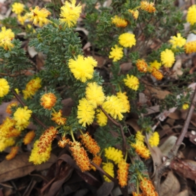 Unidentified Wattle at Williams, WA - 10 Sep 2023 by HelenCross