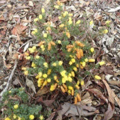 Acacia drummondii at Dryandra Woodland National Park - 10 Sep 2023