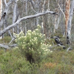 Petrophile divaricata (Tangled Petrophile) at Dryandra Woodland National Park - 10 Sep 2023 by HelenCross