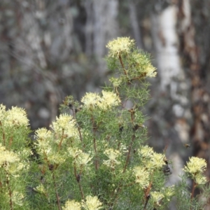 Petrophile divaricata at Williams, WA - 10 Sep 2023