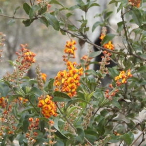 Gastrolobium calycinum at Pumphreys Bridge, WA - 10 Sep 2023