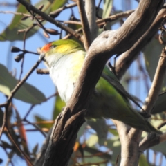 Parvipsitta porphyrocephala (Purple-crowned Lorikeet) at Dryandra Woodland National Park - 10 Sep 2023 by HelenCross