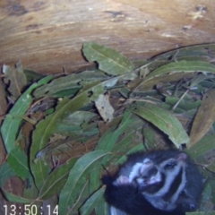 Petaurus norfolcensis (Squirrel Glider) at Albury - 29 Sep 2023 by AlburyCityEnviros