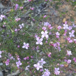 Boronia capitata at Dryandra, WA - 10 Sep 2023 03:54 PM