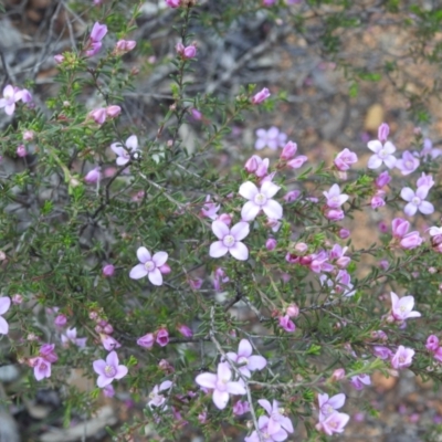 Boronia capitata at Dryandra, WA - 10 Sep 2023 by HelenCross