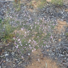 Boronia capitata at Dryandra, WA - 10 Sep 2023 03:54 PM