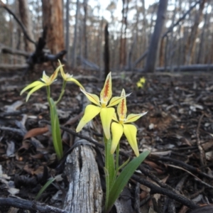 Caladenia flava at Dryandra, WA - 10 Sep 2023