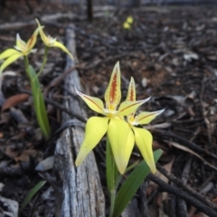 Caladenia flava at Dryandra, WA - 10 Sep 2023