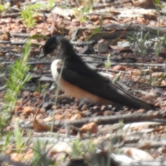 Petrochelidon nigricans (Tree Martin) at Dryandra Woodland National Park - 11 Sep 2023 by HelenCross