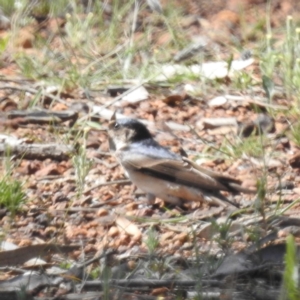 Petrochelidon nigricans at Williams, WA - 11 Sep 2023 12:13 PM