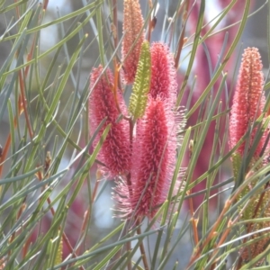 Hakea sp. at Dryandra Woodland National Park - 11 Sep 2023