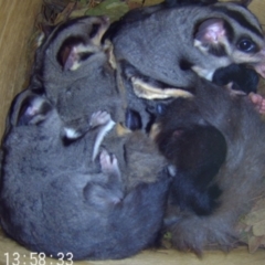 Petaurus norfolcensis (Squirrel Glider) at Albury - 29 Sep 2023 by AlburyCityEnviros