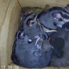Petaurus norfolcensis at Lavington, NSW - suppressed