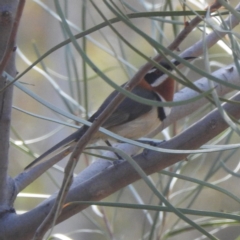 Acanthorhynchus superciliosus (Western Spinebill) at Dryandra Woodland National Park - 11 Sep 2023 by HelenCross