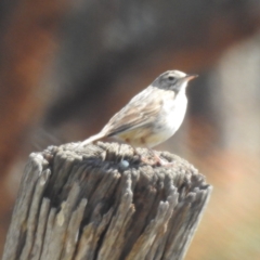 Anthus australis (Australian Pipit) at Pumphreys Bridge, WA - 11 Sep 2023 by HelenCross