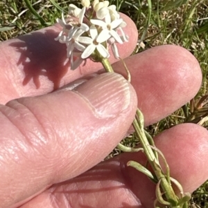 Stackhousia monogyna at Yarralumla, ACT - 29 Sep 2023