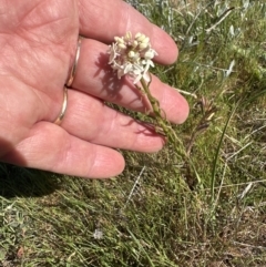 Stackhousia monogyna at Belconnen, ACT - 29 Sep 2023