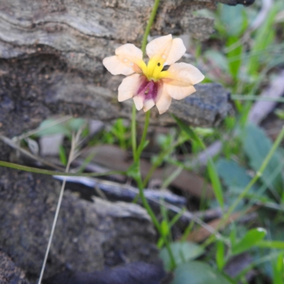 Velleia trinervis at Dryandra Woodland National Park - 11 Sep 2023 by HelenCross